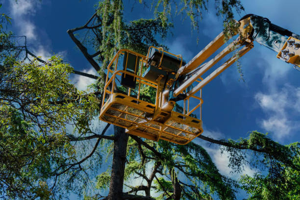 Trusted Kekoskee, WI Tree Removal Experts