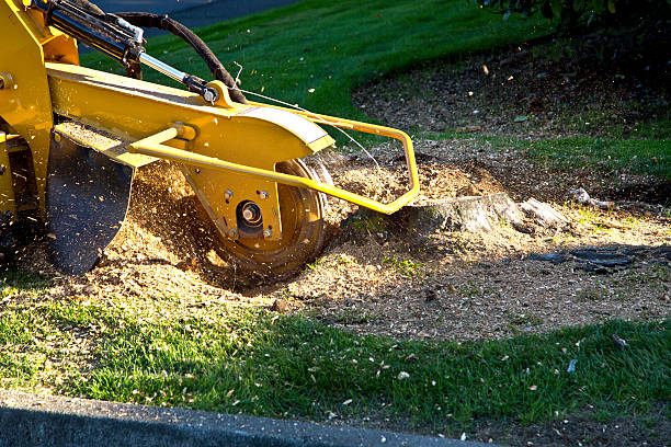 Best Palm Tree Trimming  in Kekoskee, WI