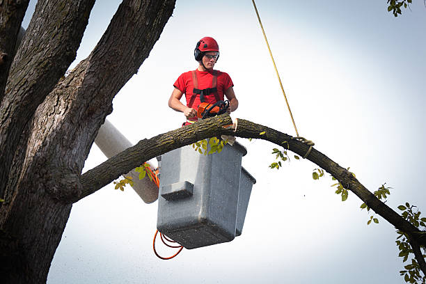 Best Stump Grinding and Removal  in Kekoskee, WI